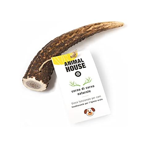 Animal House thumbnail