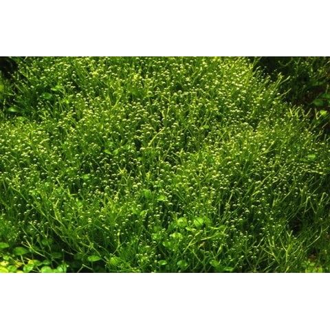 Aqua Plants thumbnail