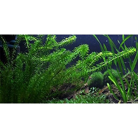 AquaPlants thumbnail
