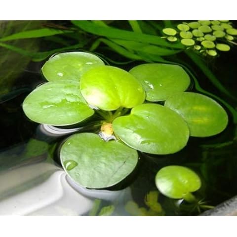 AquaPlants thumbnail