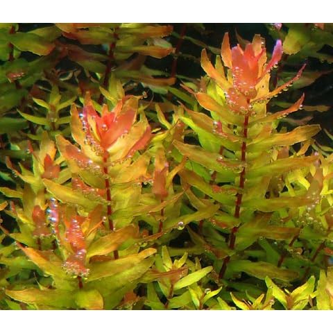 AquaPlants thumbnail