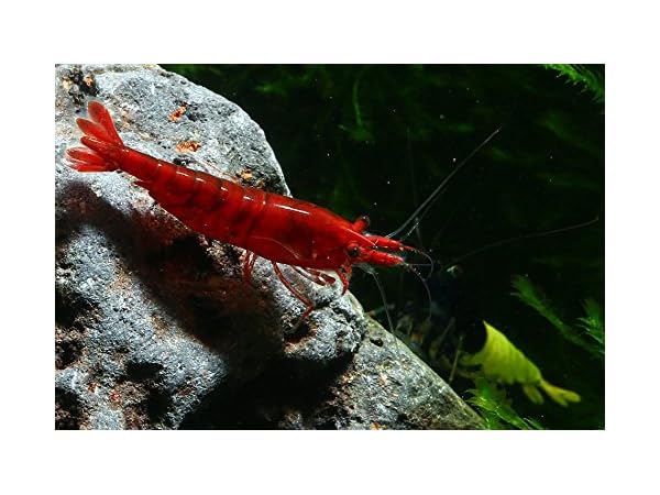 Aquariensets für Einsteiger Vorschaubild