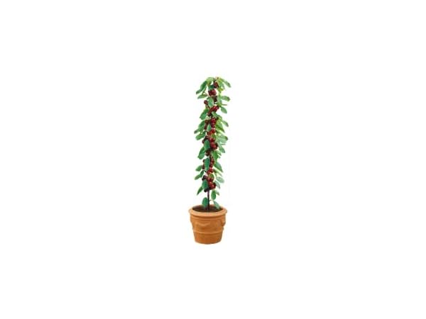 Árboles de frutales Miniatura