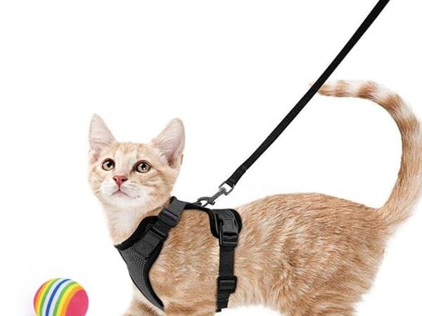 Arneses para gatos Miniatura