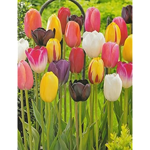 Blumenhandel Ullrich thumbnail