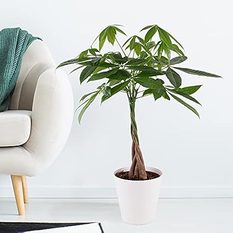 Blumenshop.de thumbnail