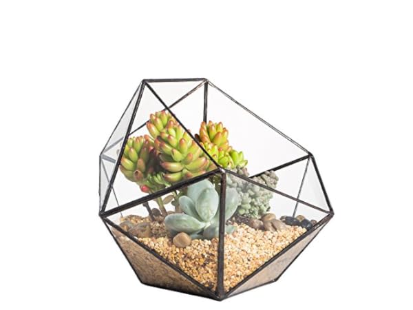 Boles para plantas Miniatura