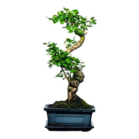 Bonsai LT thumbnail