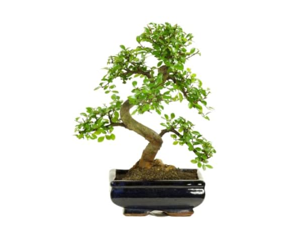 Bonsai Vorschaubild