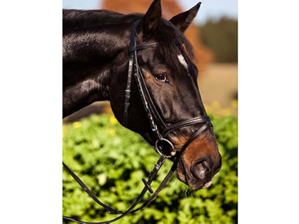 Bridons cheval Vignette