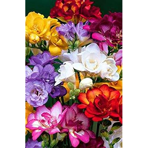 Bulbs & beyond thumbnail