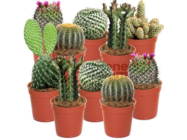Cactus et plantes grasses Vignette
