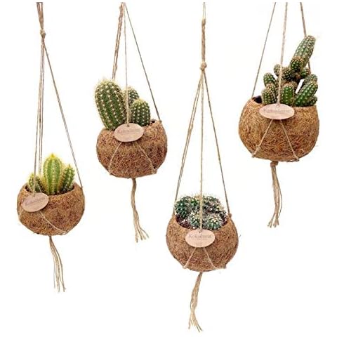 Carbeth Plants thumbnail
