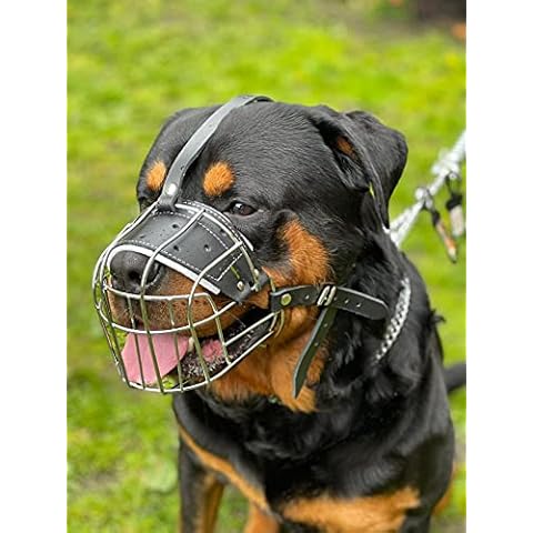 Champion pour L&J Pets Uk thumbnail