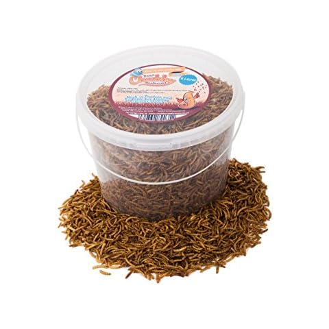 Chubby Mealworms thumbnail