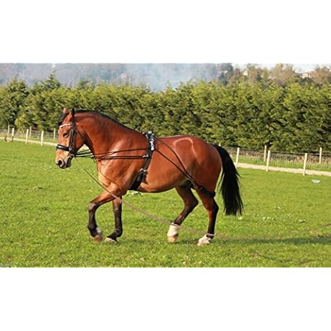 Cwell Equine thumbnail