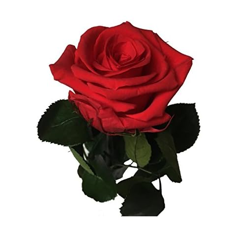 Decoflorales thumbnail