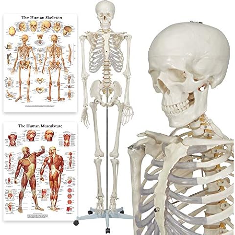 Elementary Anatomy thumbnail