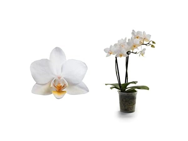 Flores de interior Miniatura