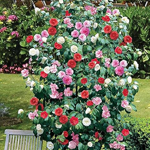 GardenersDream thumbnail