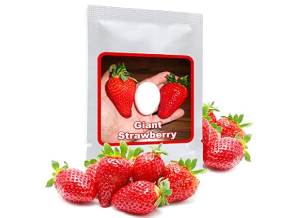Graines de Fruits Vignette