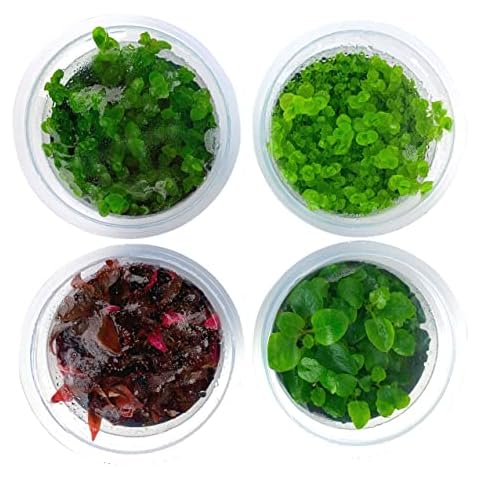 Greenscaping thumbnail