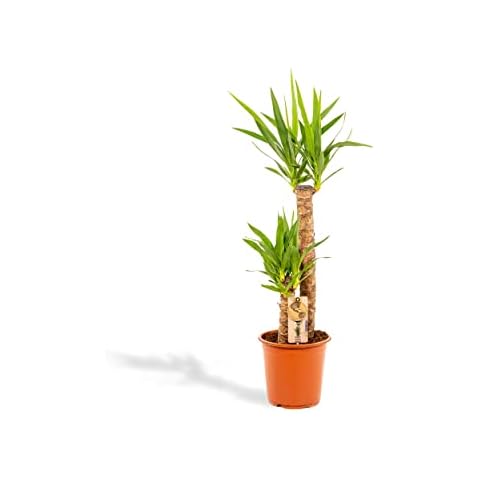 Hello Plants thumbnail