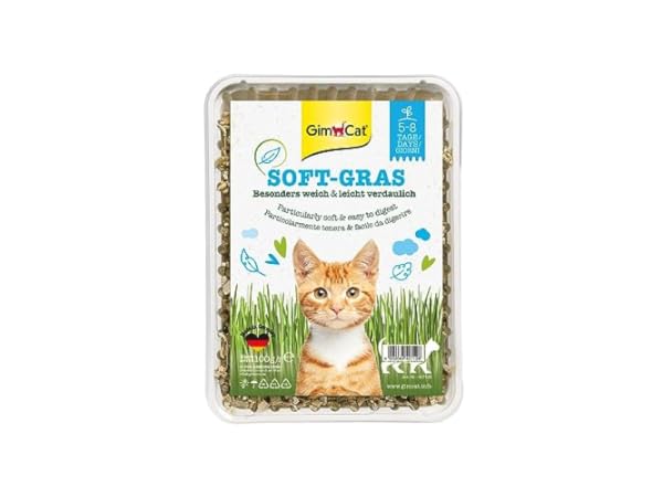 Herbe à chat Vignette