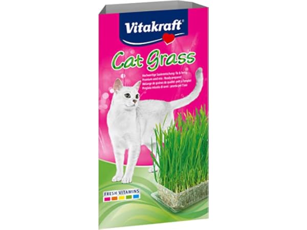 Hierba gatera e hierba para gatos Miniatura