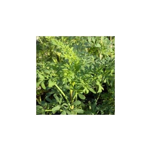 HORTIFLOR BUREAU thumbnail