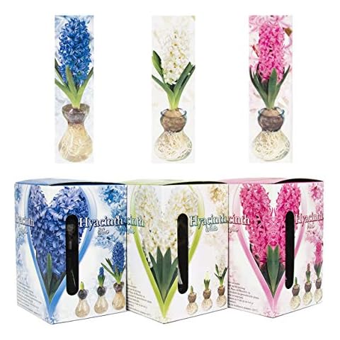 Interflowers GmbH thumbnail