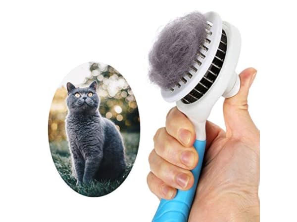 Katzenbürsten Vorschaubild