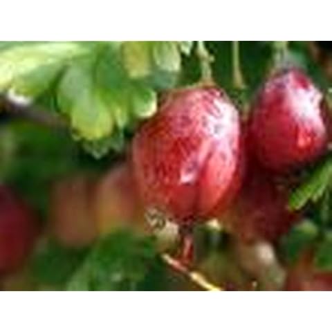 Kühr Baum- u. Rosenschulen thumbnail