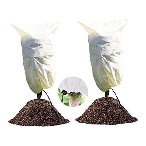 LINSOCLE thumbnail