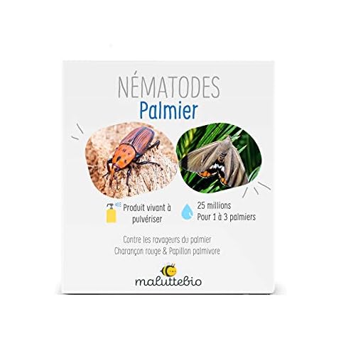 Maluttebio thumbnail