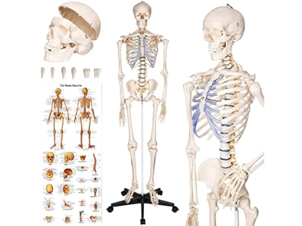 Modelos anatómicos de animales Miniatura
