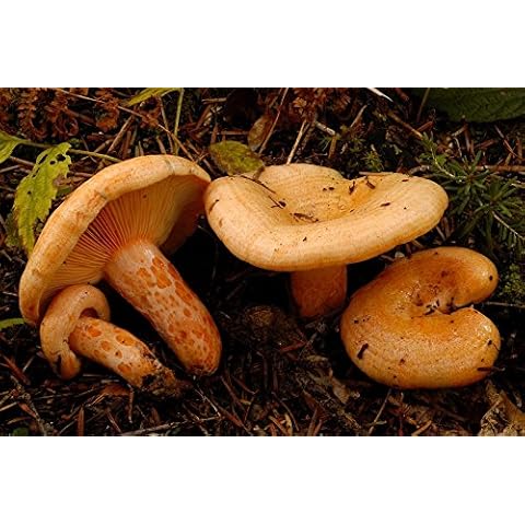 Mycelium thumbnail