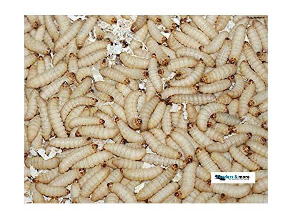 Naturköder Vorschaubild