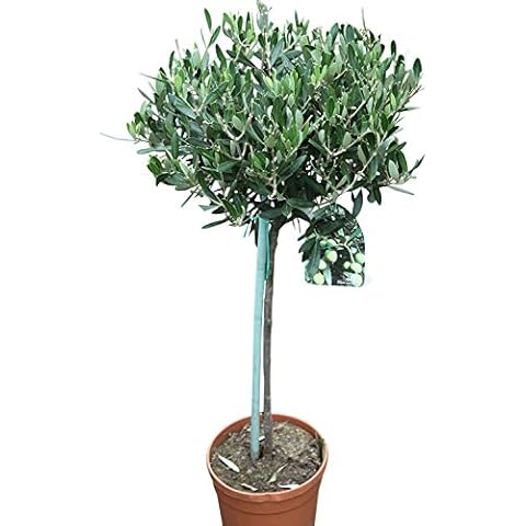Olive Grove thumbnail
