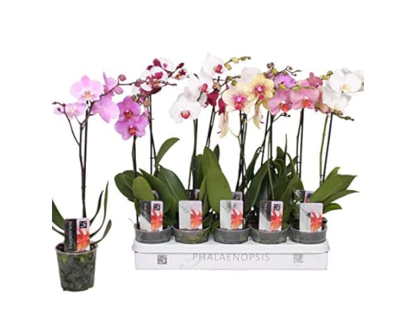 Orchideen Vorschaubild