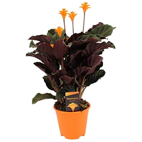 Plant in a Box thumbnail