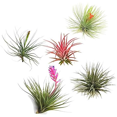 Plant in a Box thumbnail
