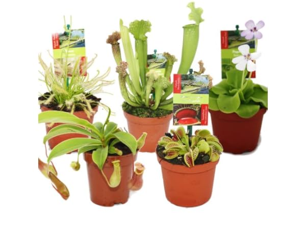 Plantas carnívoras de interior Miniatura