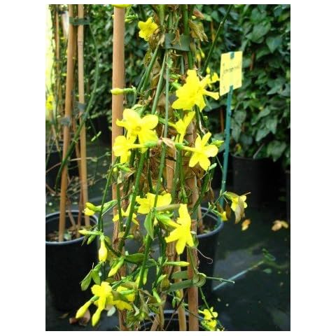 Plantenwelt thumbnail