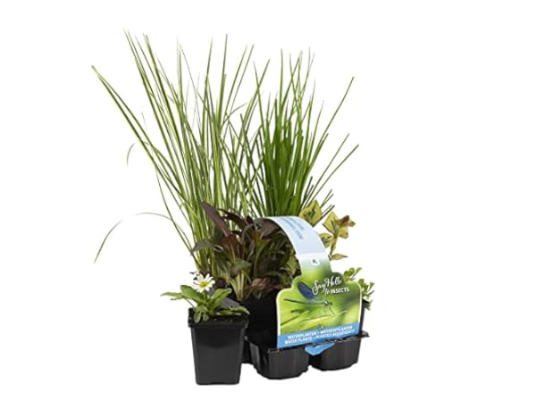 Plantes aquatiques Vignette