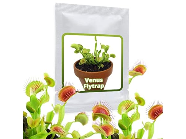 Plantes carnivores Vignette