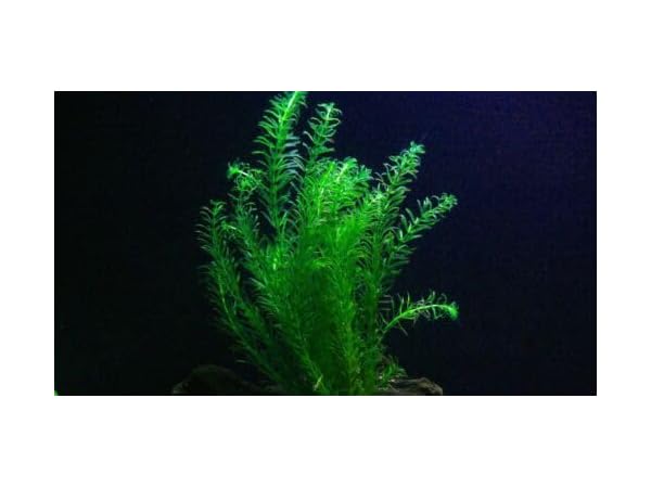 Plantes d'aquarium Vignette