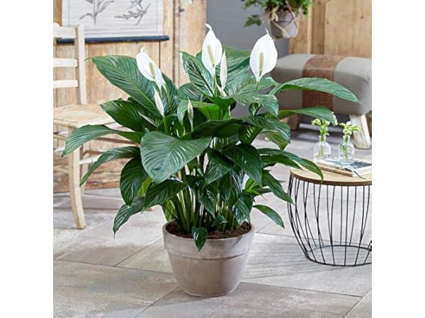 Plantes fleuries d'interieur Vignette