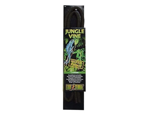 Plantes grimpantes reptiles amphibiens Vignette