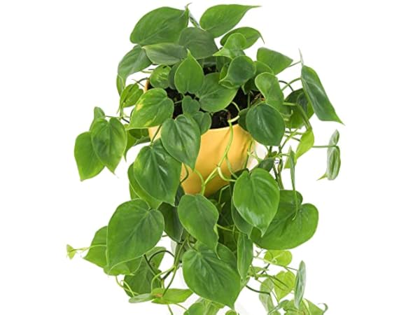 Plantes grimpantes Vignette
